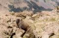 [Marmot near Wheeler Peak Summit]