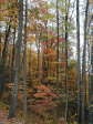 [Fall Colors on Laurel Falls Trail]