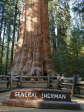 [General Sherman Tree]