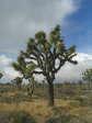 [A Joshua Tree]