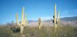 Three Saguaros