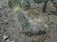 Echinocereus engelmannii v. nicholii