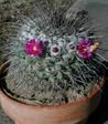 Mammillaria compressa