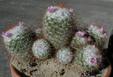 Mammillaria bocasana