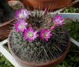 Mammillaria melanocentra 