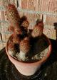 Mammillaria elongata