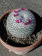 Mammillaria hahniana