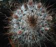 Unknown Mammillaria