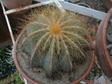 Notocactus magnificus