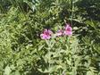 Pink Wildflower