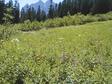 Wildflower Field