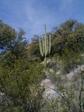 Santa Catalina Mtns