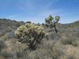 Silver Cholla I