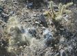 Grizzly Bear Cactus