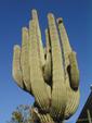 Saguaro