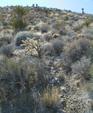 Mojave Flora