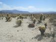 Cholla Garden