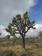 Joshua Tree II