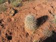 Fishhook Cactus