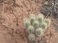 Hedgehog Cacti