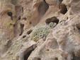 Hedgehog Cactus