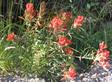 Indian Paintbrush