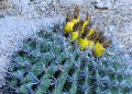 Barrel Cactus