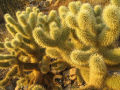 Teddy Bear Cholla