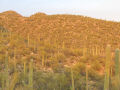 Saguaro Field