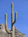 Saguaro Frame