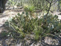 Prickly Pear Patch