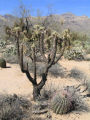 Chain-Fruit Cholla