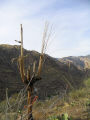 Dead Saguaro