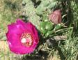 Cholla Bloom