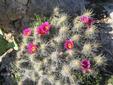 Carlsbad Caverns NP