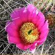 Carlsbad Caverns NP