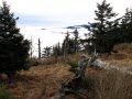 Mt. LeConte View