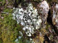 Lichen