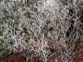 Icy Shrubs