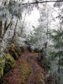 Under Icy Trees