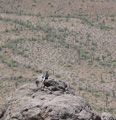 Chuckwalla perched on a rock