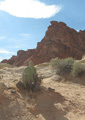 Beavertail Cactus