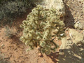 Silver Cholla