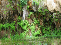 Maidenhair Ferns