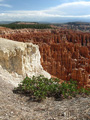 Vegetation Hanging On