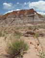 Desert Wildflowers