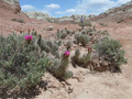 Purple-Blooming Prickly Pear