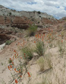 Field of Wildflowers