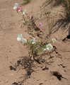 Another Pretty White Wildflower