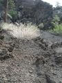 Sunset Crater Volcano National Monument, AZ